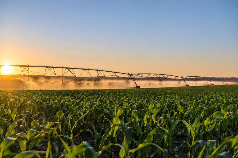 Center pivot irrigation system spraying water over a young cornfield at sunset