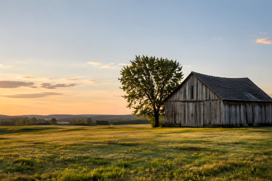 Weathered Wooden Barn and Large Tree in an Open Field at Golden Hour Sunset