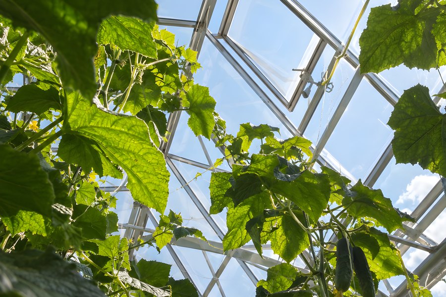 Low angle view through cucumber vine leaves to a glass greenhouse roof with an open vent window and blue sky