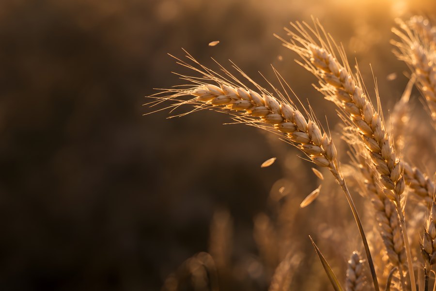 Close-up of ripe golden wheat ears backlit by warm sunset light in a field, with grains and chaff drifting in the breeze