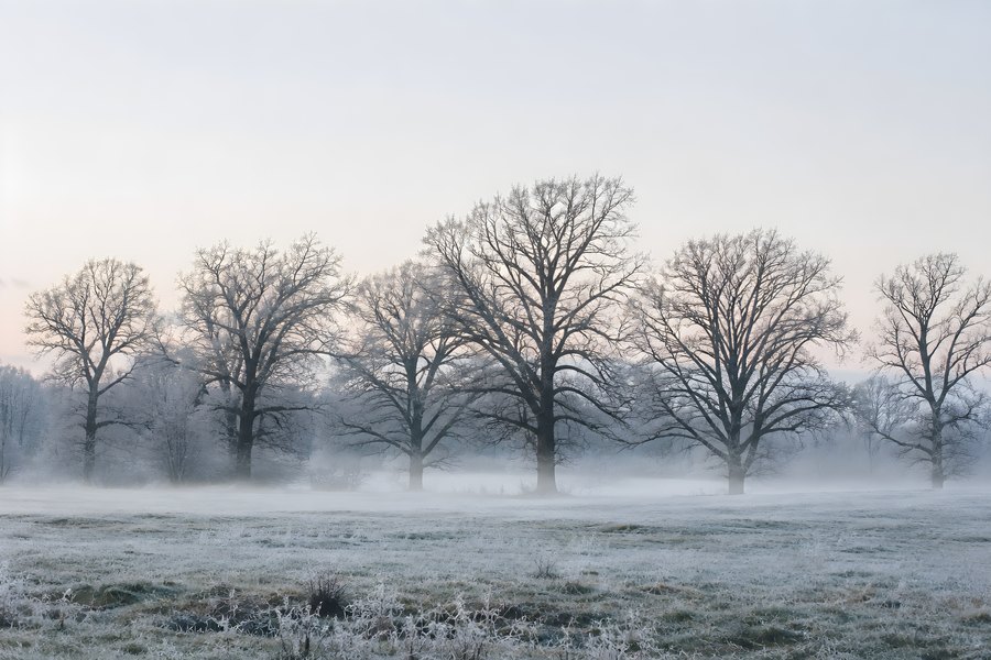 Row of bare winter trees wrapped in morning mist and frost across a quiet field at dawn