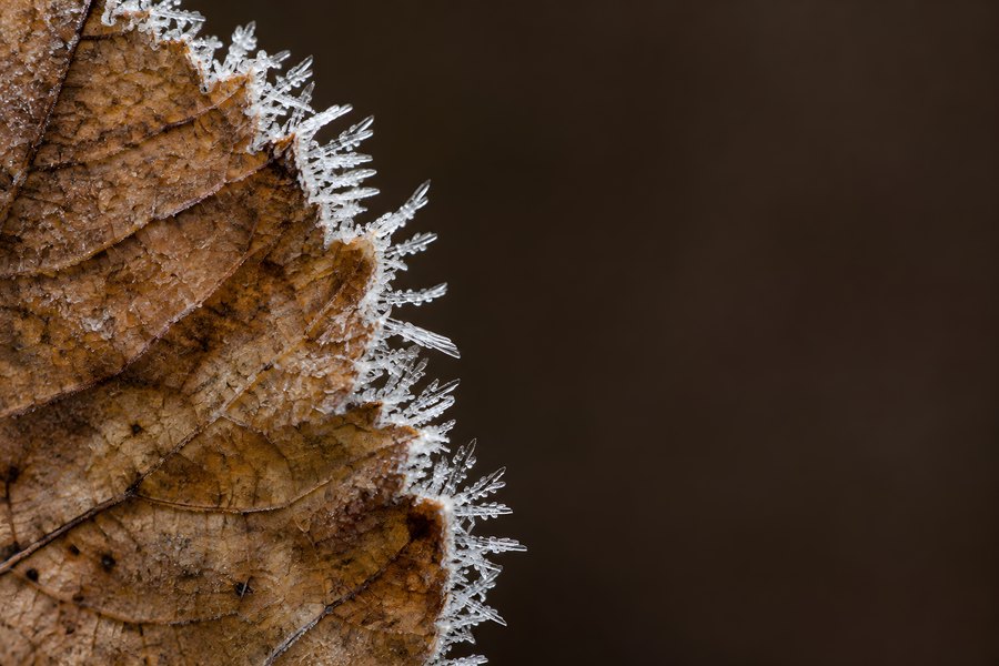 Macro close-up of hoarfrost ice crystals forming needle-like spikes along the serrated edge of a dried brown autumn leaf
