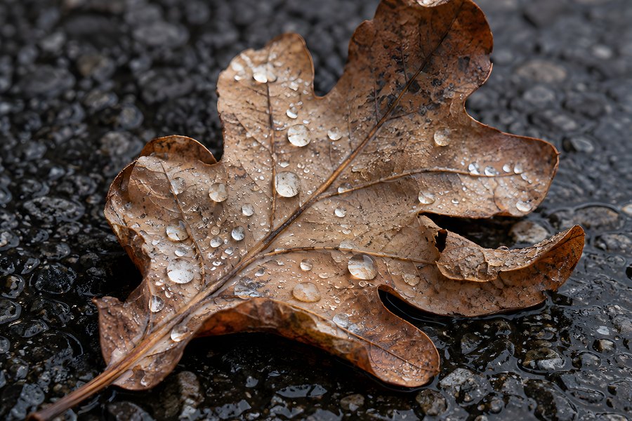 Fallen Oak Leaf Covered in Raindrops Resting on Wet Dark Asphalt in Autumn