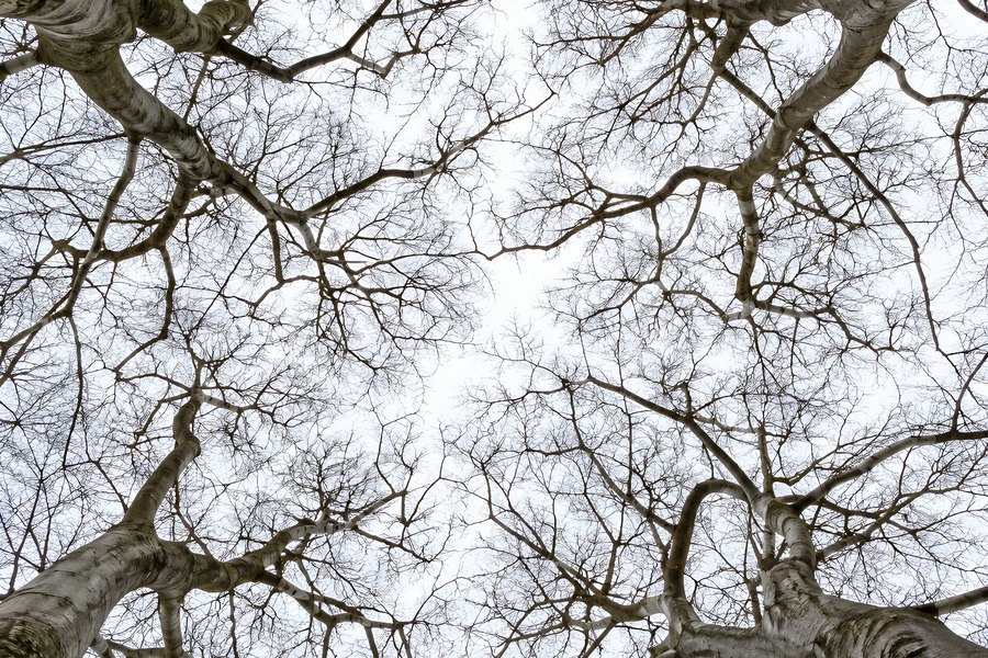 Bare tree branches crisscross against a pale winter sky, viewed looking up from below in a quiet leafless woodland