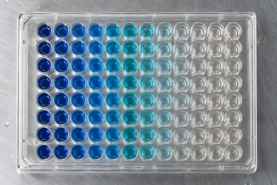 Ninety-six well microplate with a blue to clear serial dilution gradient on a scratched stainless steel laboratory surface, no people