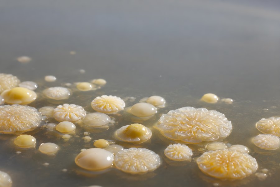 Macro close-up of golden bacterial colonies with radial ridged texture growing on a wet agar surface in a petri dish