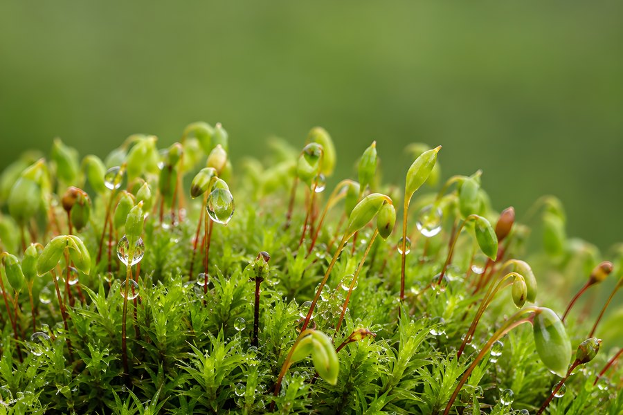 Dew-Covered Moss Cushion with Delicate Sporophyte Capsules on a Soft Green Bokeh Background