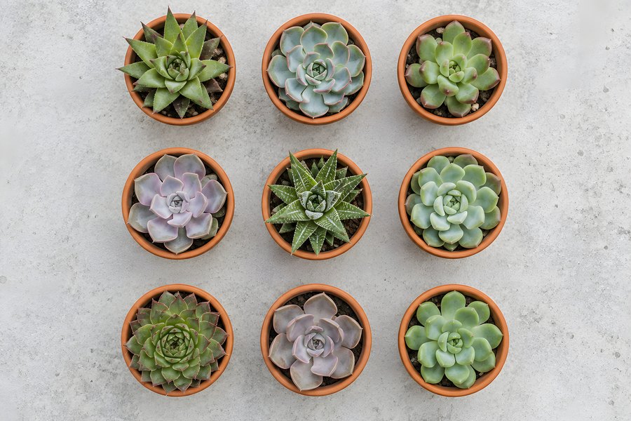 Nine assorted succulents in matching terracotta pots arranged in a symmetrical grid, photographed from directly overhead on a grey concrete surface
