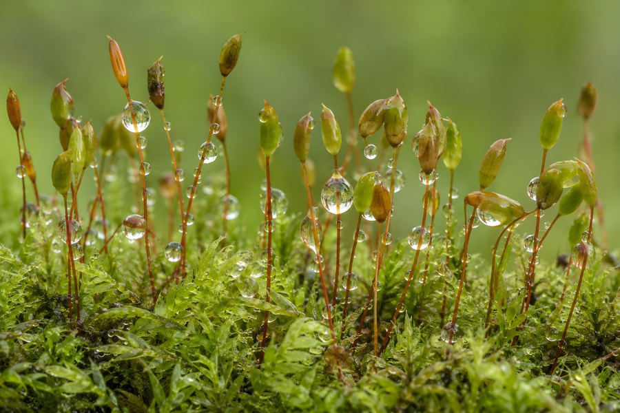 Macro close-up of moss spore capsules glistening with dew drops on a green bokeh background