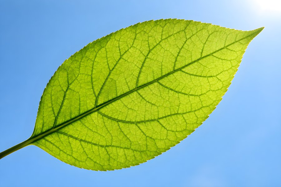 Backlit green leaf with glowing translucent veins against a clear blue sky and sunburst