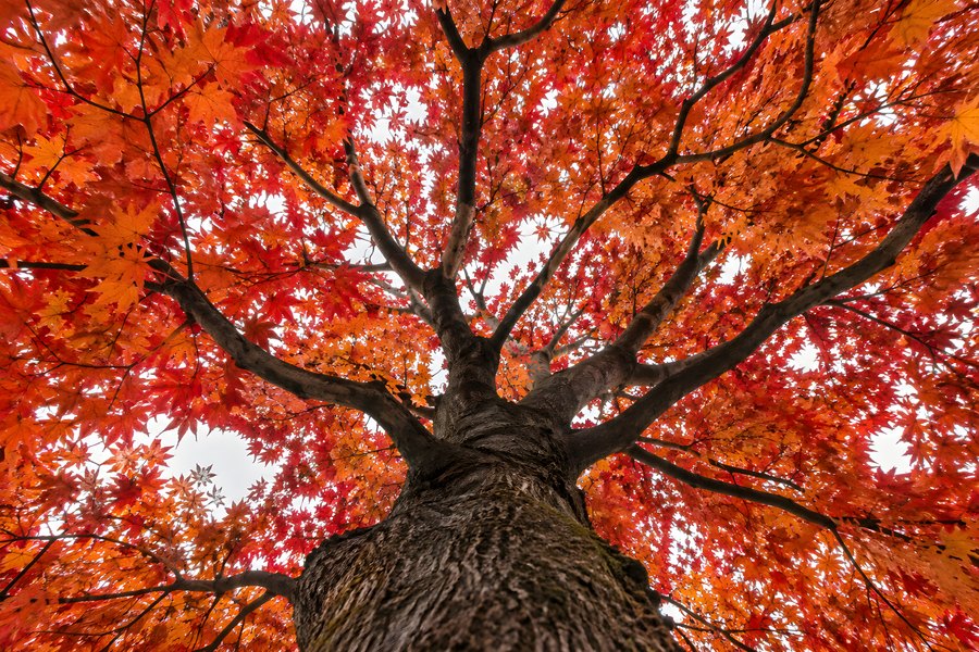 Upward view of a vivid red maple canopy ablaze with autumn color against an overcast sky