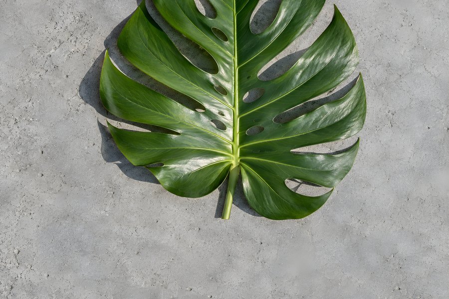 Single Monstera Leaf with Natural Splits and Holes on Textured Gray Concrete Background, Top-Down Flat Lay