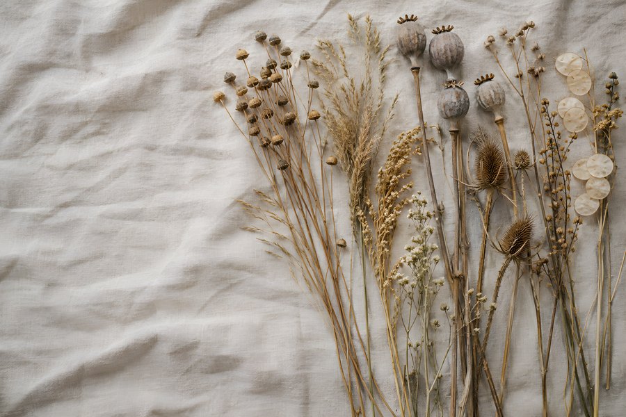 Flat lay of dried poppy seed pods, grasses, teasel and lunaria seed pods arranged on wrinkled beige linen with copy space
