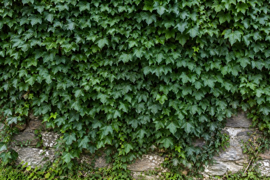 Dense ivy leaves completely covering an old stone wall, forming a lush green climbing vine texture background