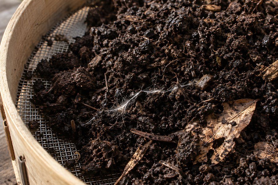 Dark crumbly finished compost sifted through a wooden mesh garden sieve outdoors