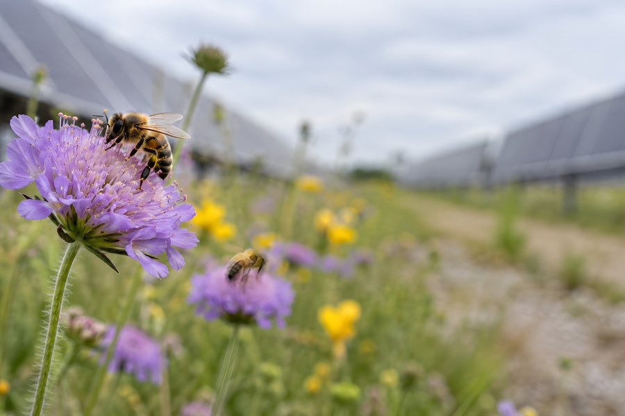 Honey bee on purple scabious flower in wildflower meadow beside rows of solar panels at a solar farm, biodiversity and renewable energy