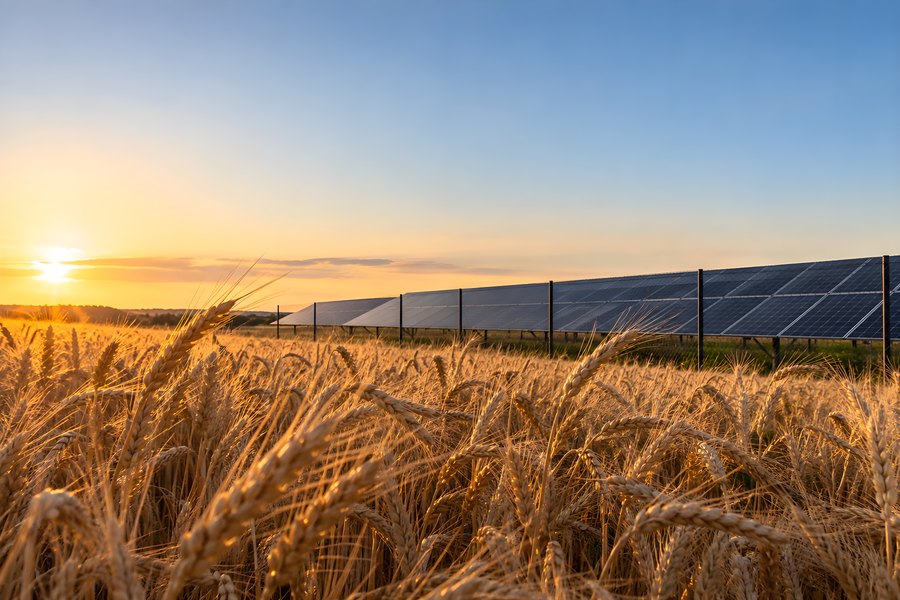Row of ground-mounted solar panels beside a golden wheat field at sunset, solar and agriculture sharing farmland