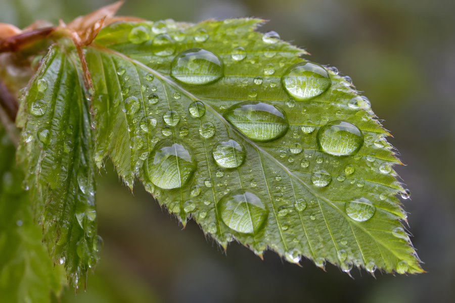 Macro close-up of a fresh green leaf covered in clear raindrops after spring rain, with a reddish new shoot in soft garden bokeh background