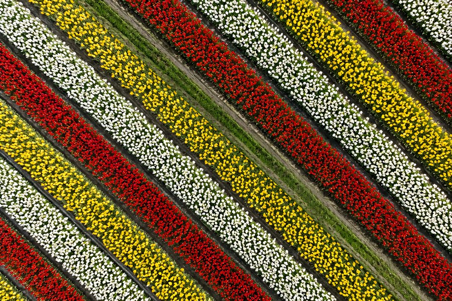 Aerial View of Colourful Diagonal Tulip Field Rows in Bloom