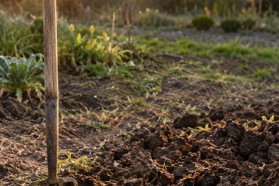 Garden fork standing upright in freshly turned soil of a vegetable garden bed at sunrise, ready for spring planting