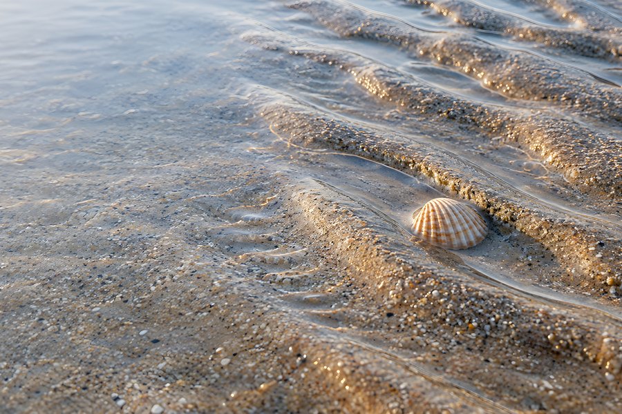 Wet Sand Ripples and a Single Seashell in Shallow Shoreline Water at Golden Hour