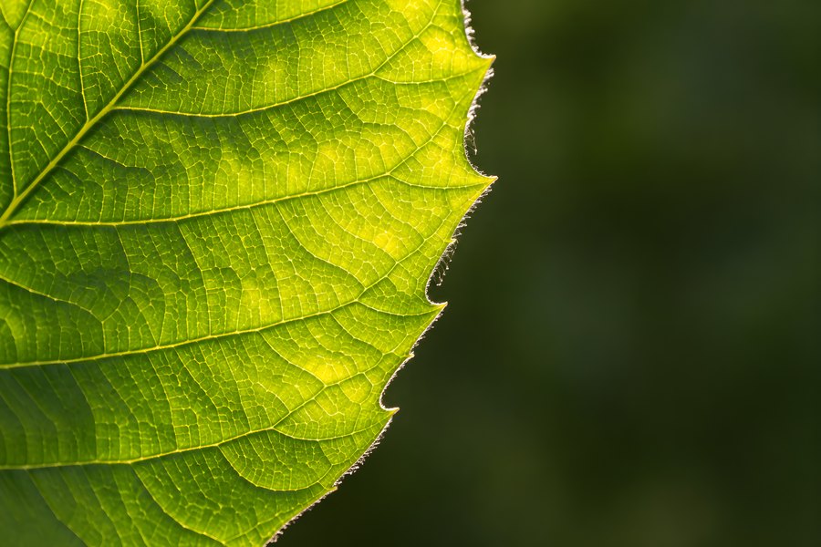 Close-up of a sunlit green leaf with glowing veins and a delicate serrated, fuzzy edge against a soft blurred foliage background